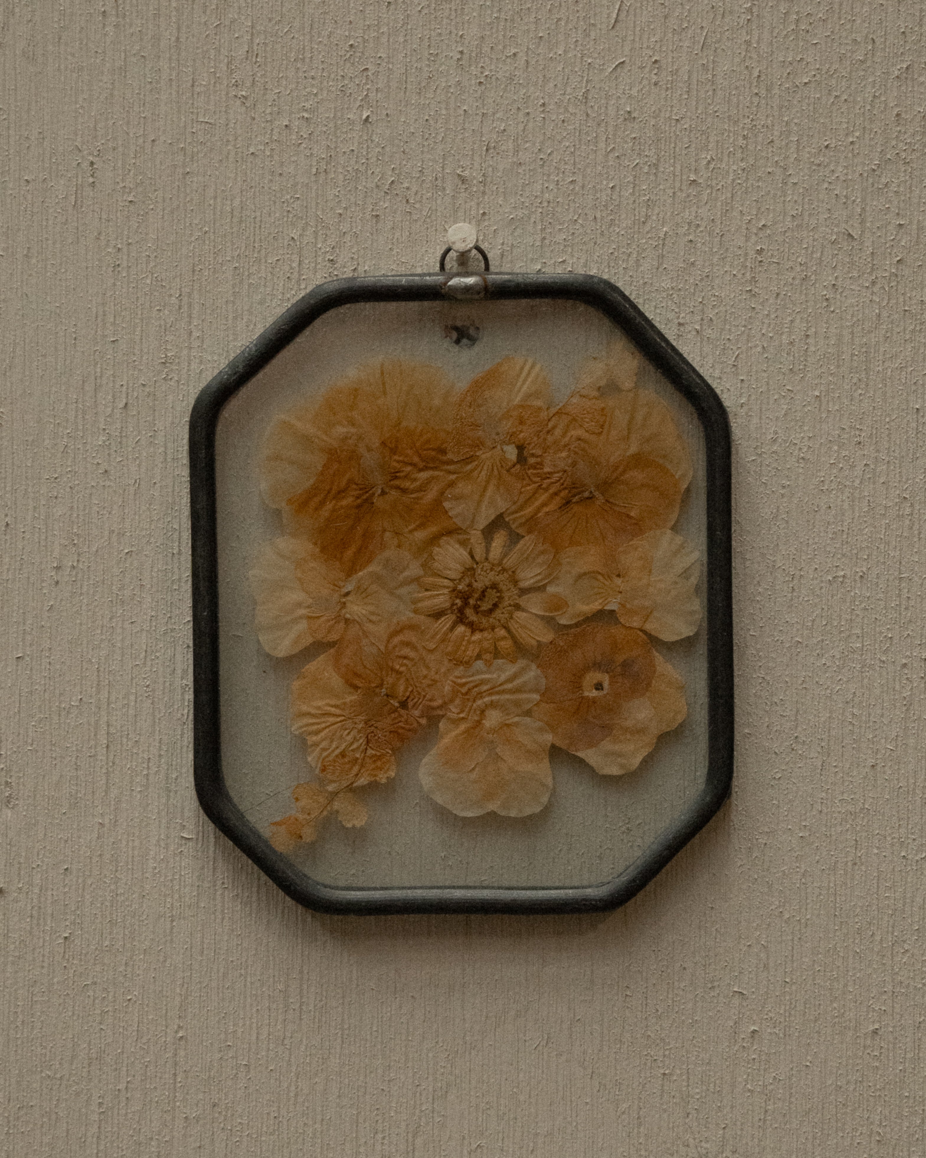 Dried flower encased in glass wall hanging