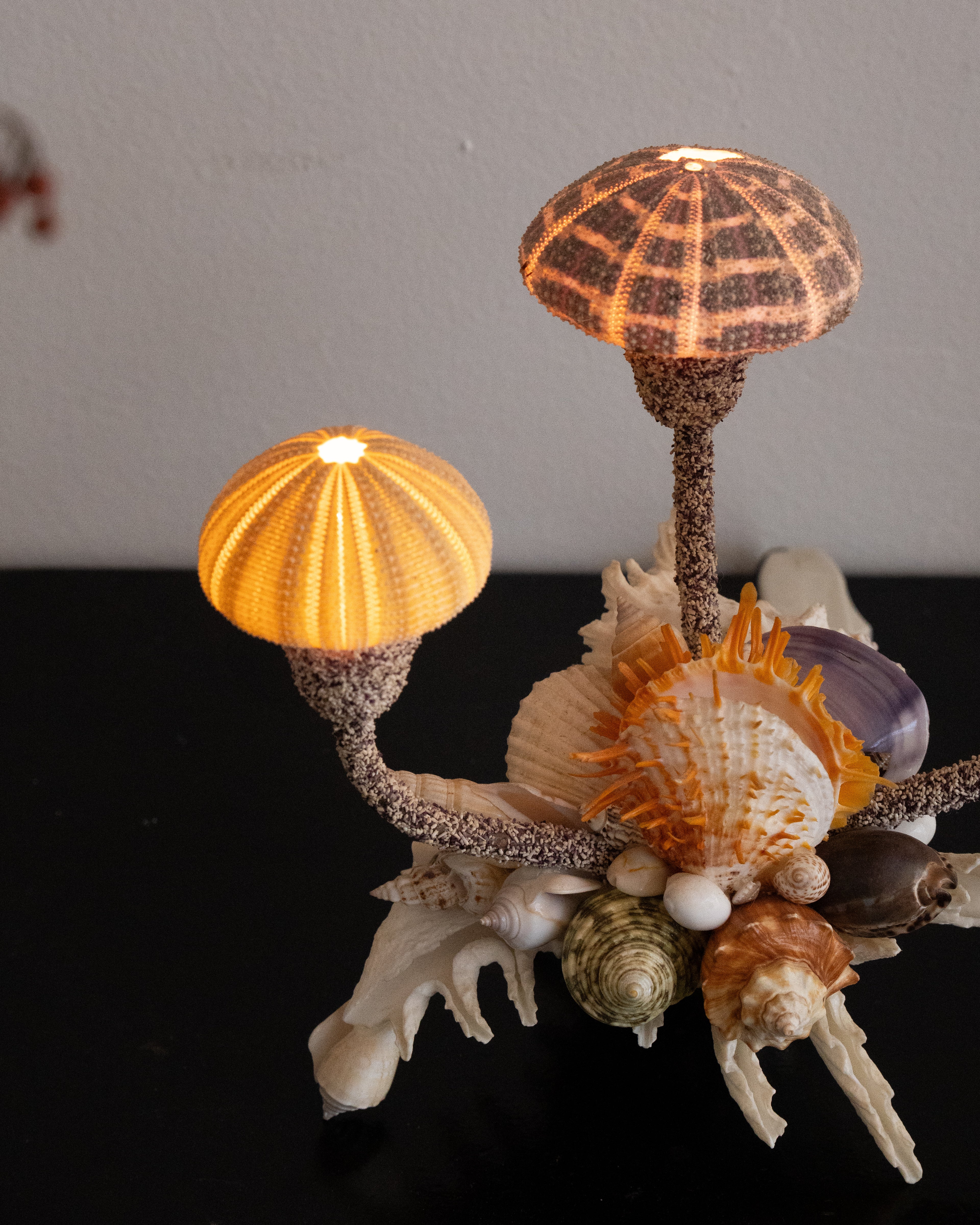 Shell lamp with sea urchins