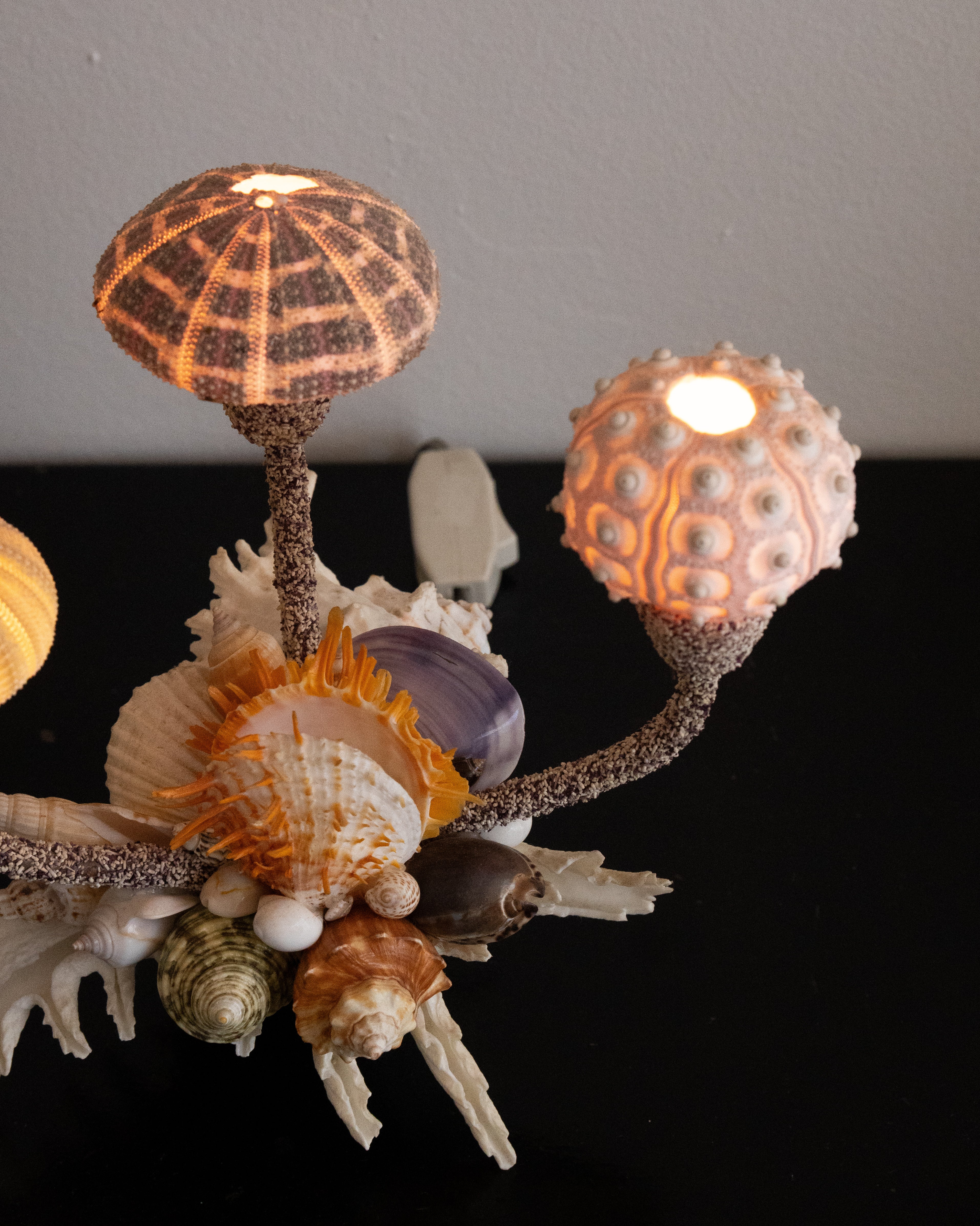 Shell lamp with sea urchins